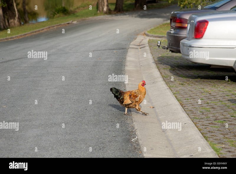 Best chicken road online in Spain