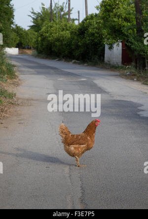 Jocul de noroc Chicken Road este mai popular în România decât credeam în Romania